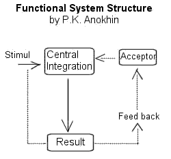 The structure of the functional system according to P.K. Anokhin