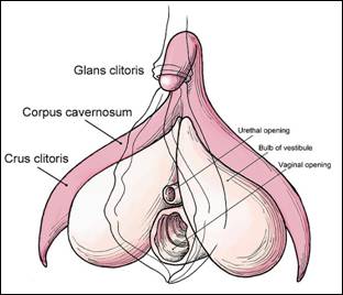 687px-Clitoris_anatomy_labeled-en (2).jpg