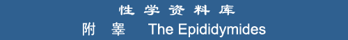 The Epididymides