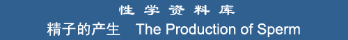 The Production of Sperm