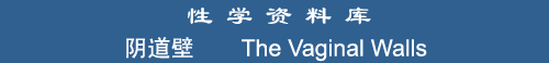 The Vaginal Walls