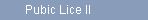 Pubic Lice II